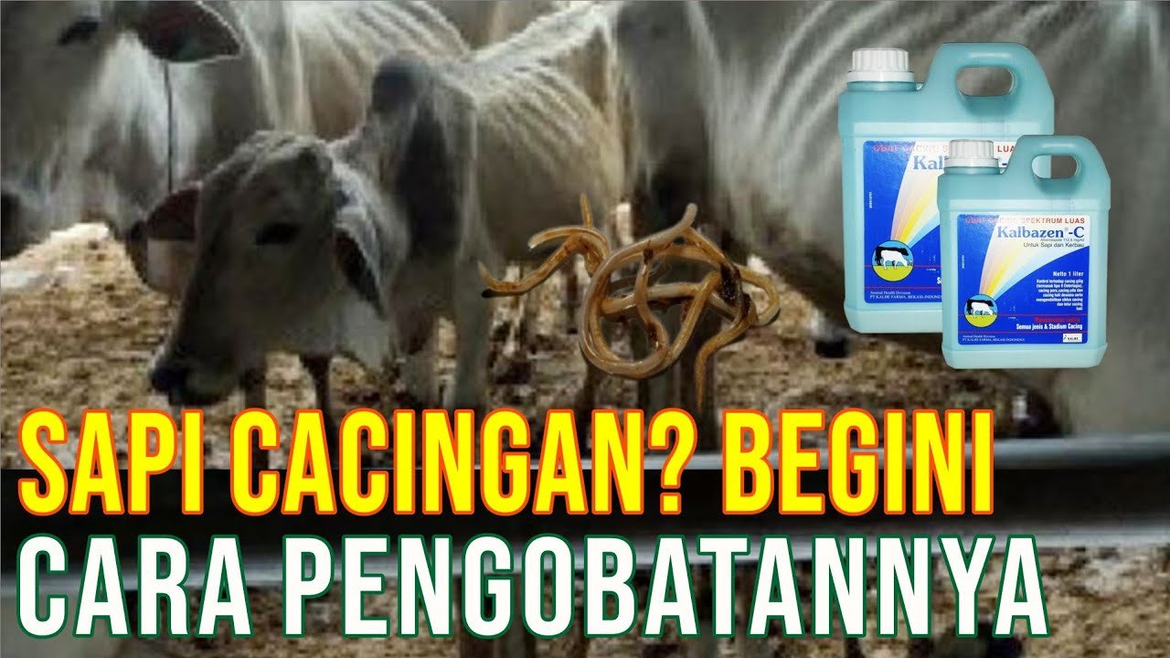 
                                 Obat-Cacing-Kalbe-Farma-Untuk-Ternak-Sapi